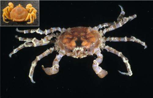 Invading crabs could threaten life in the Antarctic