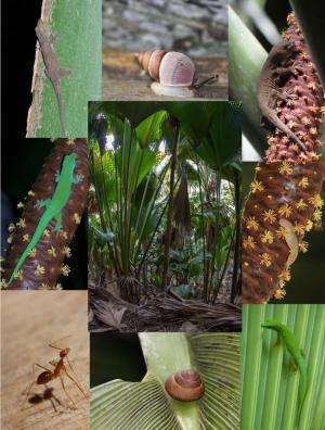 Invasion of yellow crazy ant in a Seychelles UNESCO palm forest: Threats and solutions