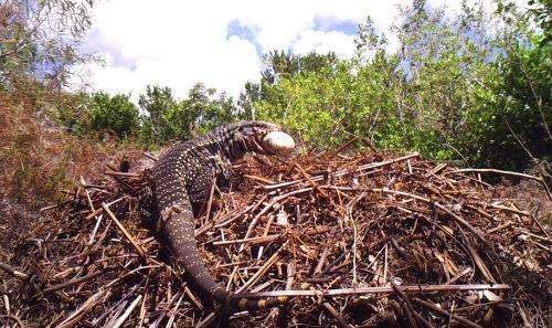 Invasive lizards a potential threat to Florida’s nesting reptiles, UF/IFAS researchers find