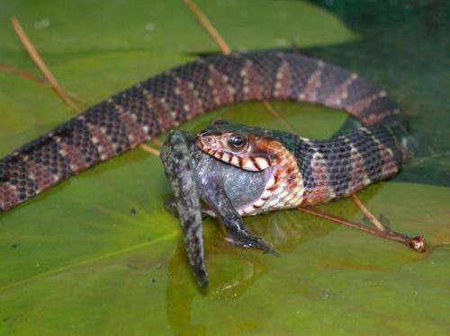 Invasive watersnakes introduced to California may pose risk to native species