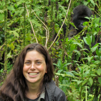 Investigating the health threats to endangered eastern gorillas