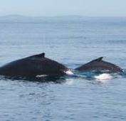 Investigation into increased humpback whale strandings in Western Australia
