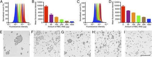 In vitro dose-dependent neutralization and stability of RBC-ANS/anti-RBC binding