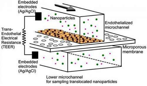 In vitro innovation: Testing nanomedicine with blood cells on a microchip