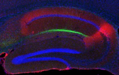 Islands in the brain: New circuit shapes memory formation
