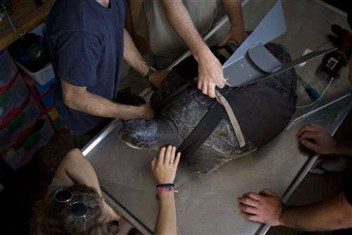 Israeli team designs prosthetic fin to save turtle