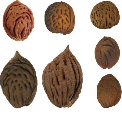It's the pits: Ancient peach stones offer clues to fruit's origins