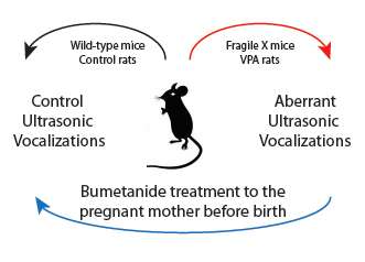 Autism: Birth hormone may control the expression of the syndrome in animals
