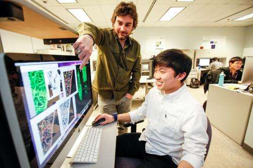IUPUI researchers use computers to 'see' neurons to better understand brain function