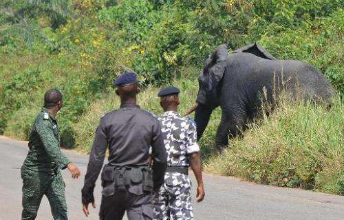 Ivory Coast soldiers look towards an elephant during a pursuit to capture him on January 21, 2014 in the village of Tapegue, com