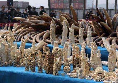 Ivory is displayed before being crushed during a public event in Dongguan, south China's Guangdong province on January 6, 2014