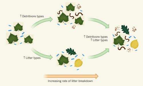 Field suggests decreased diversity reduces liter decomposition rates