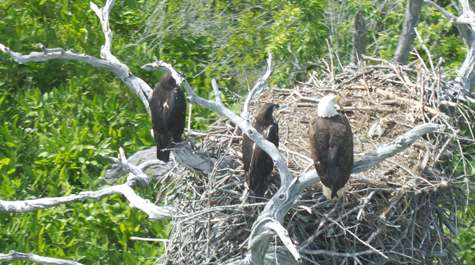 James River eagle population continues its historic rise