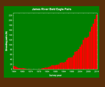 James River eagle population continues its historic rise