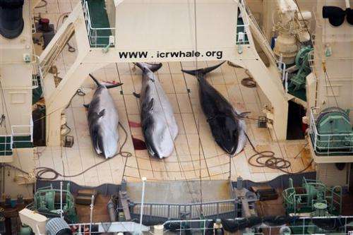 Japan whaling future in doubt after court ruling