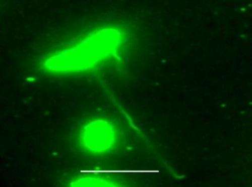 Bacterial nanowires: Not what we thought they were