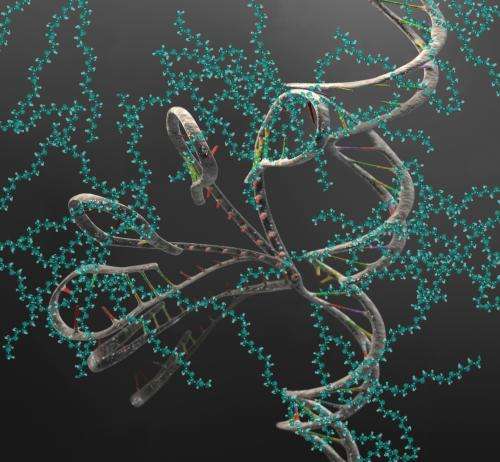 JILA study finds crowding has big effects on biomolecules