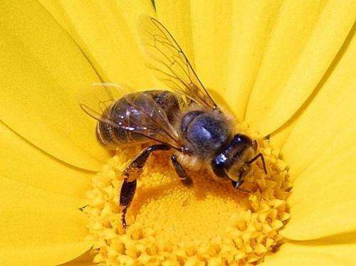 Scientists track gene activity when honey bees do and don't eat honey