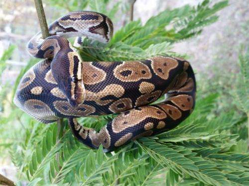 Researchers identify novel virus that could cause respiratory disease in ball pythons
