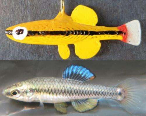Judging a fish by its color: For female bluefin killifish, love is a yellow  mate