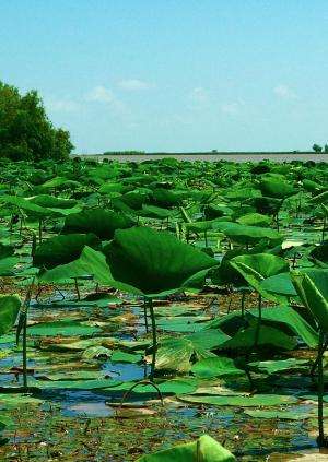 'Just right' plant growth may make river deltas resilient