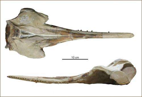 New species of extinct dolphin sheds light on river dolphin history