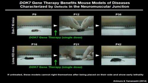 Gene therapy in mice improves defects in neuromuscular junction reversing neuromuscular disease symptoms