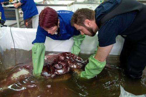 Kat Bolstad (L) of Auckland University works on a colossal squid with Aaron Evans of Otago University as it is defrosted at Te P