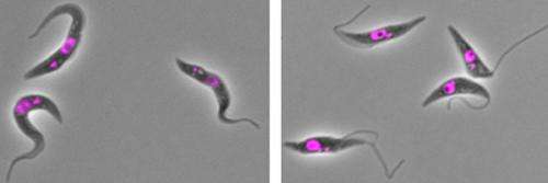 Key adjustment enables parasite shape-shifting