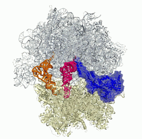 Key worker in protein synthesis factory revealed