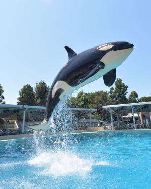 Killer whales living with bottlenose dolphins demonstrate cross-species vocal learning