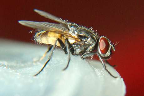 Kill flies by alternating pesticides, monitoring need