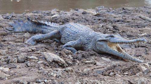 Kimberley survey nets plenty of crocs