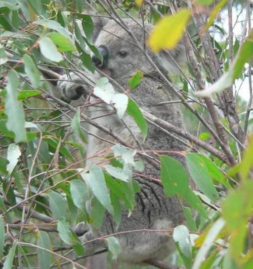 Koalas selective about eucalyptus leaves at mealtime