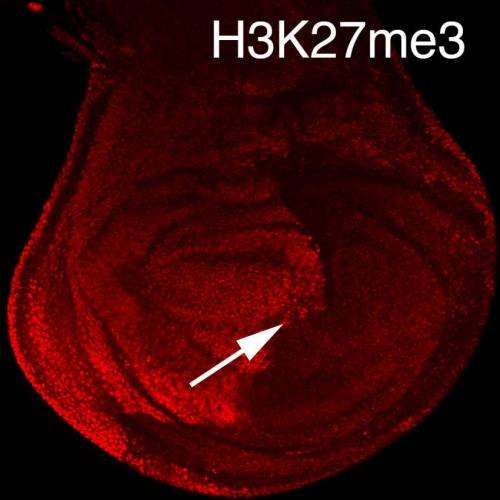 'K-to-M' histone mutations: How repressing the repressors may drive tissue-specific cancers