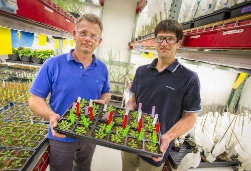 Lab breakthrough can lead to cheaper biofuels, improved crops, and new products from plants
