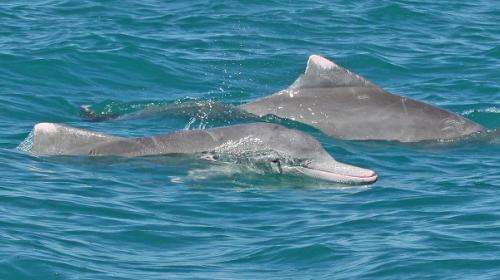 Lack of diversity a weak link for dolphins