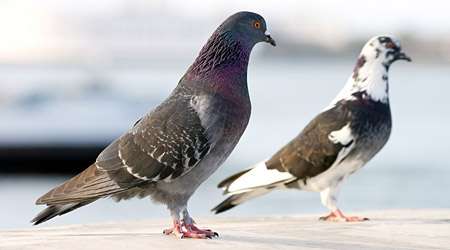 Landscape complexity affects pigeons’ navigation