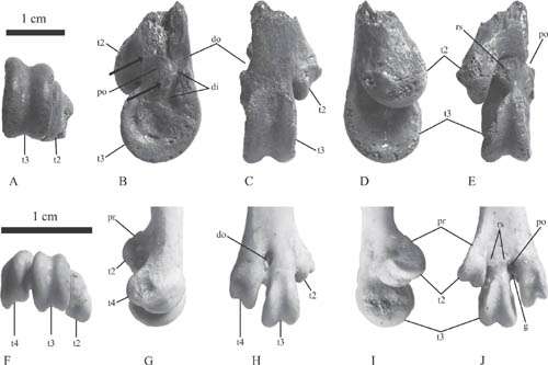 Large anseriform fossils found from the late eocene of xinjiang, china