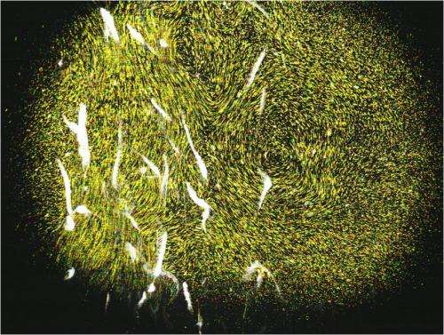 Laser-guided sea monkeys show how zooplankton migrations may affect global ocean currents