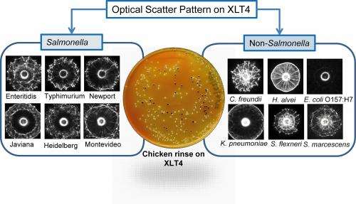 Laser tool speeds up detection of salmonella in food products