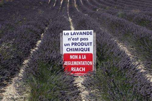 Lavender farmers rebel against EU chemical rules