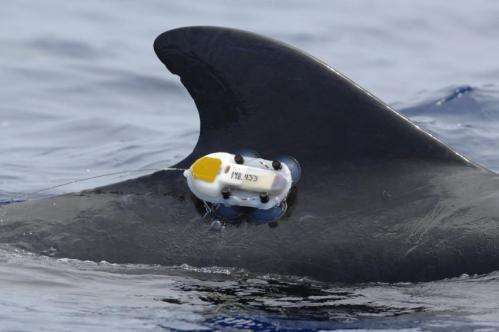 Law of the Sea authorizes animal tagging research without nations' consent