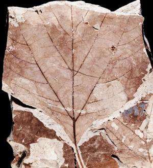 Leaf-mining insects destroyed with the dinosaurs, others quickly appeared