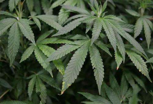 Leaves of a mature marijuana plant are seen in a display on April 18, 2010 at the Cow Palace in Daly City, California