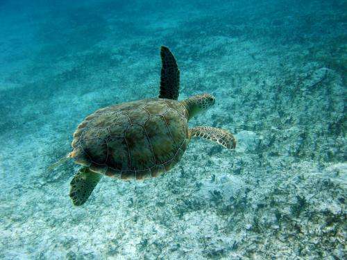 Legal harvest of marine turtles tops 42,000 each year