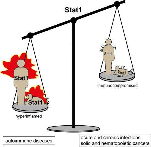 A healthy balance - a model for studying cancer and immune diseases