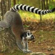 Lemurs match scent of a friend to sound of her voice