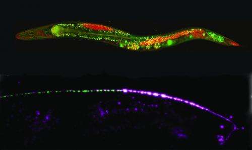 Light field microscopy for whole brain activity maps