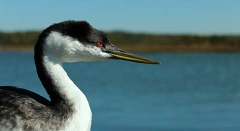 Limiting lake development key to preserving water birds